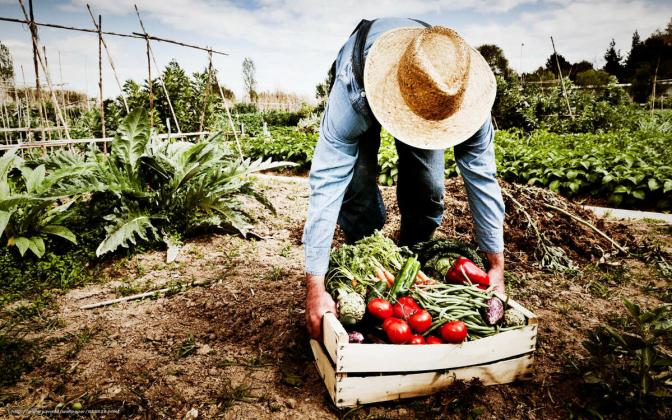 615828_agricultura_cosecha_siembra_cultivo_granjero_agric_1500x938_www.Gde_Fon.com_