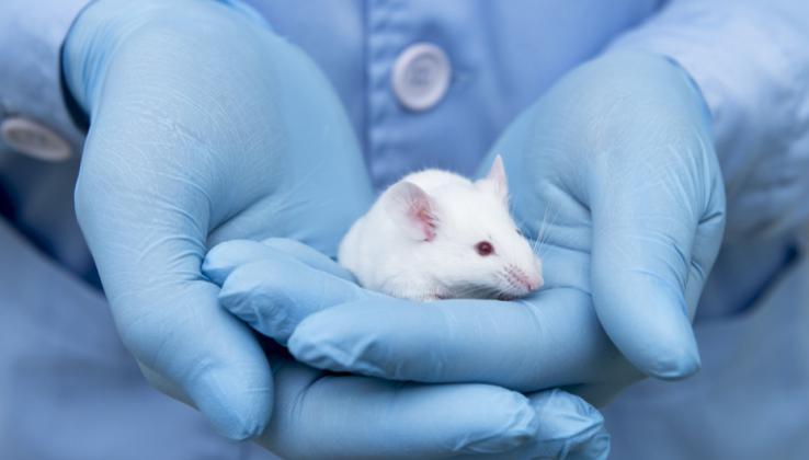 experiment animale