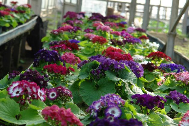 targ-de-flori-la-gradina-botanica