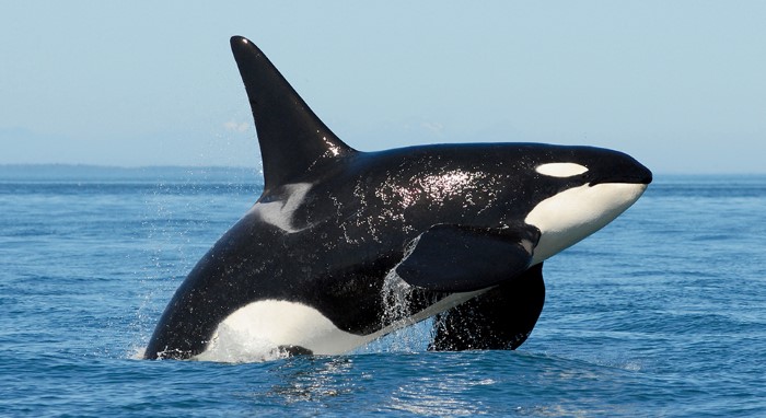 orca