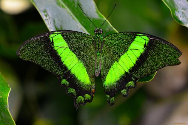 1627848231_17-funart-pro-p-babochka-zelenogo-tsveta-zhivotnie-krasivo-18