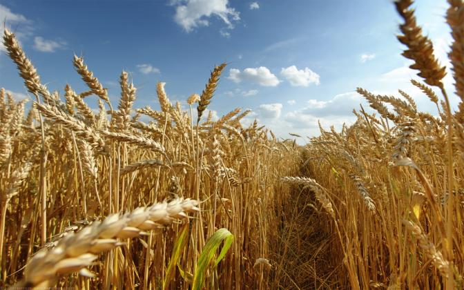 wheatad1509_57933300