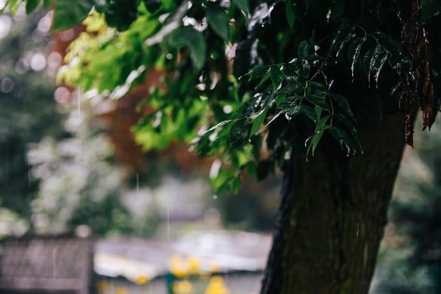 garden-rain-leaves-trees