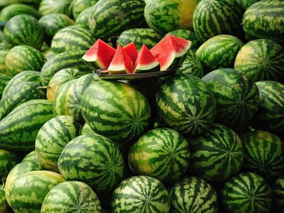 de-la-extratimpuriu-la-tarziu-de-toamna-soiurile-de-pepene-verde-cultivate