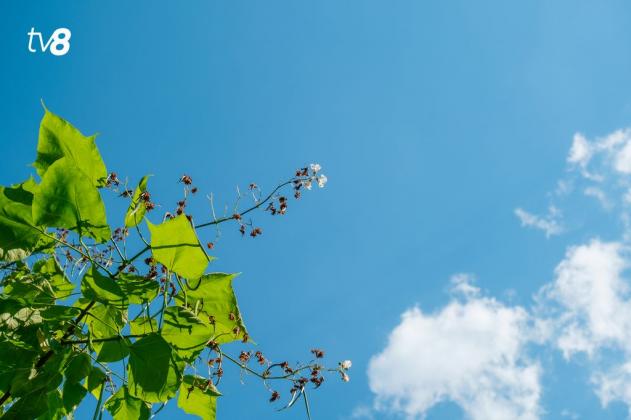 meteotv8 (6)