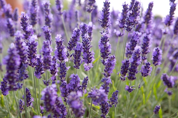 Ceai-Lavanda