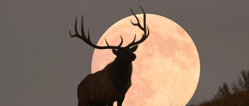 Buck-Moon-2022-b71ddd4