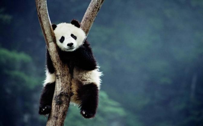 1618319881_26-funart_pro-p-veselaya-panda-zhivotnie-krasivo-foto-26