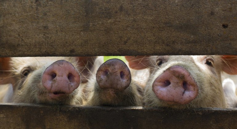 pork