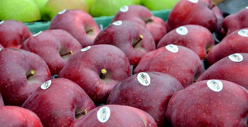 fructe mere export-molova