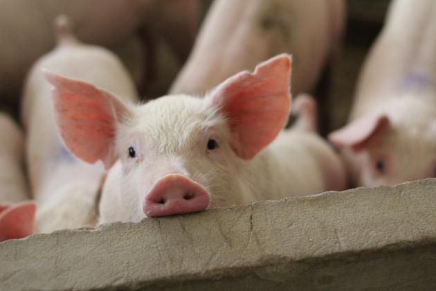 pestă porcină porc pg