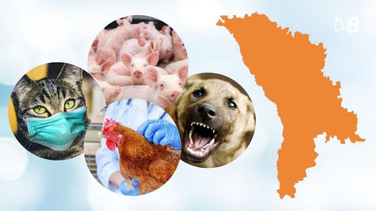 boli animale harta