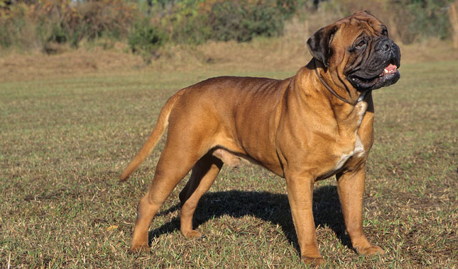 Bull-Mastiff-2-645mk062111