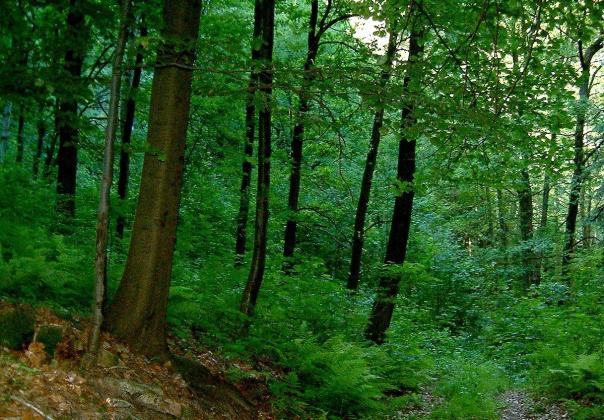 pădure
