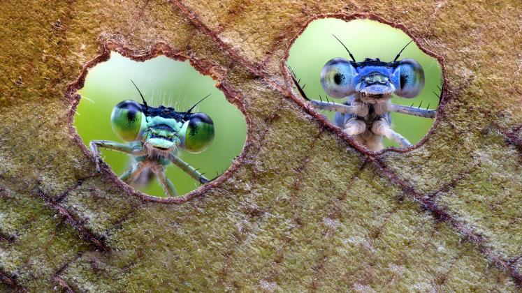 Insecte