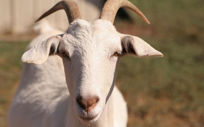 Goat-Wallpaper