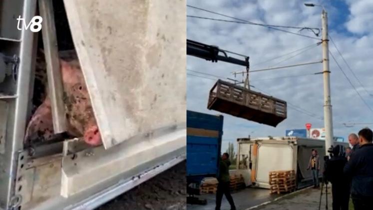 porci rasturnati