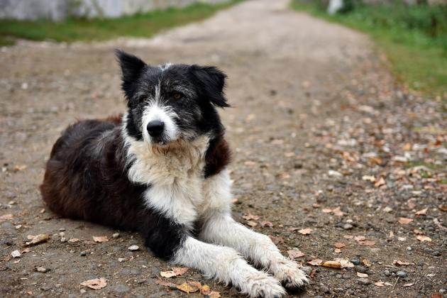 abandoned-homeless-stray-dog-on-the-street-2022-04-12-06-48-59-utc