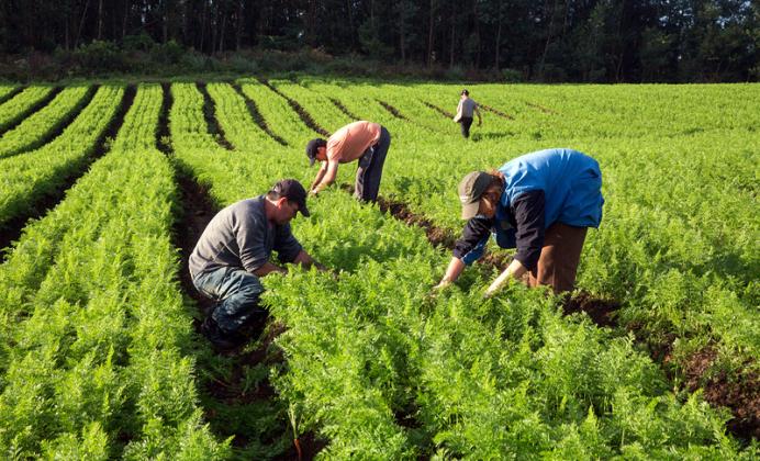 oameni agricultură