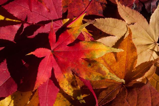 294873-autumn-fall-foliage-golden-autumn-leaves