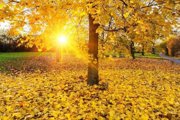 sunny-autumn-foliage-photo