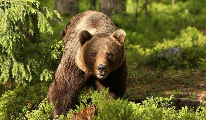 ursul-brun-ursus-arctos-5240