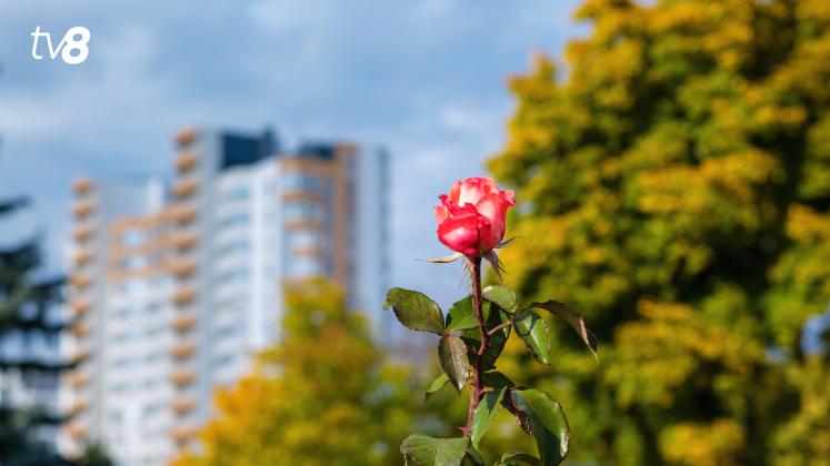 Meteo 1