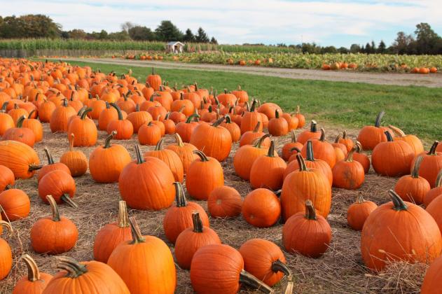 fun-things-to-do-october-2000-fda586987c804c0a88b82f32467a105f