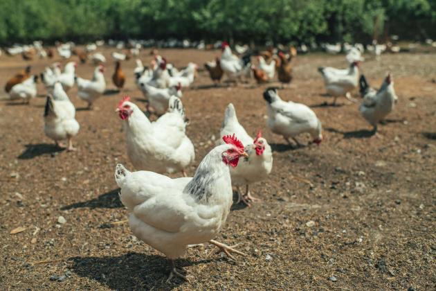 poultry-small-chicken-farm-coronavirus-covid-19-may-2020-min-1