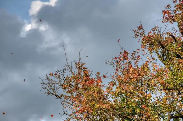 pear-tree-4826723_960_720