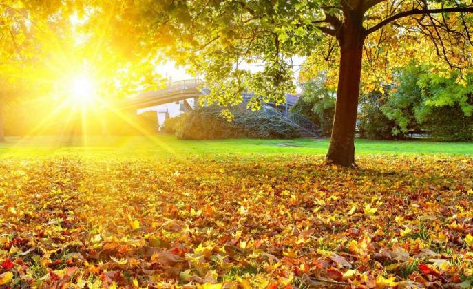 autumn-leaves-on-the-ground