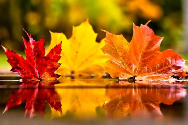 november-010