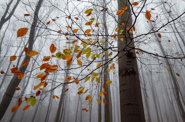 autumn-gccece5cec_1280_f84