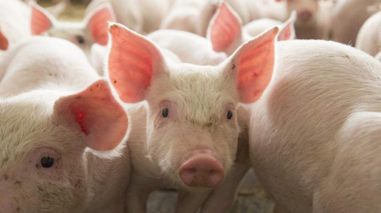 Pig-EU-SHS-blog-image-1200-x-675-900x505