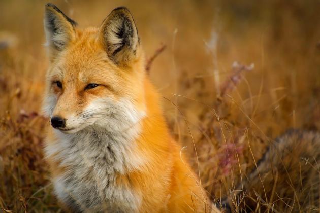 Vulpea-cea-viclean-un-animal-care-vânează-noaptea