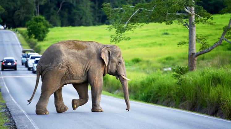 Elefant