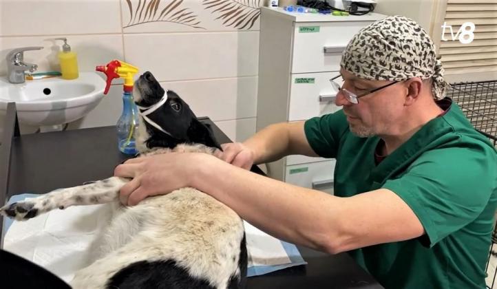 veterinar harkov