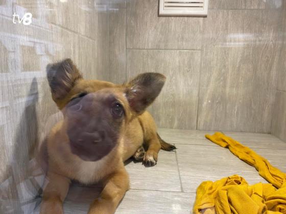 Clinica veterinara Harkiv (7)