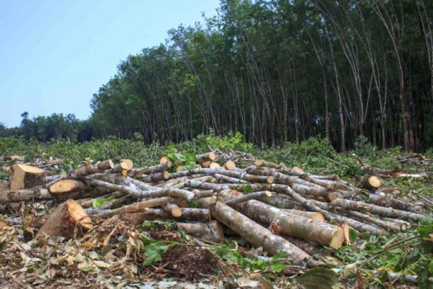 deforestation1-800x533