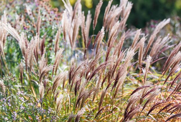 miscanthus-silver-grass-guide-5215368-hero-89785d3888ba4ddc9f477be8617cff90