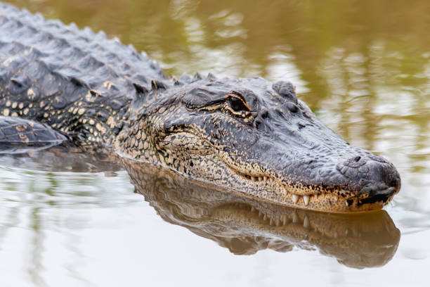 aligator