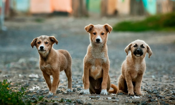 animale fără adăpost