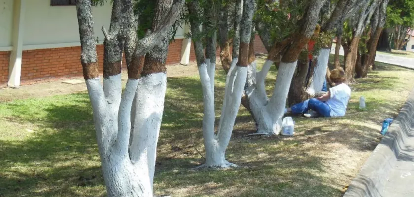 painting-tree-trunks-white