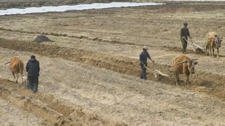 agricultura-coreea-de-nord