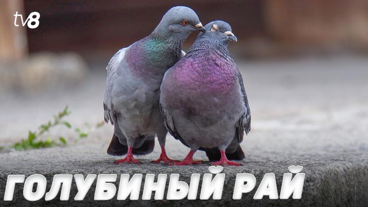 PORUMBEI PALANCA ru