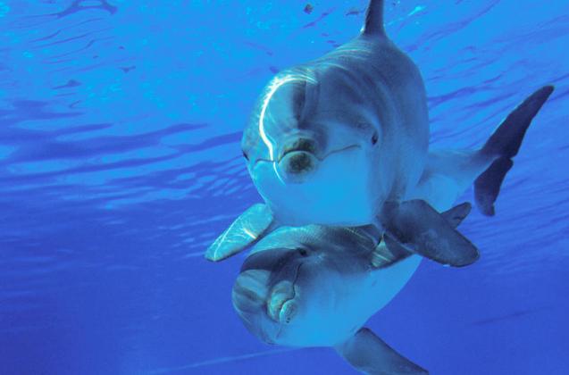 delfin