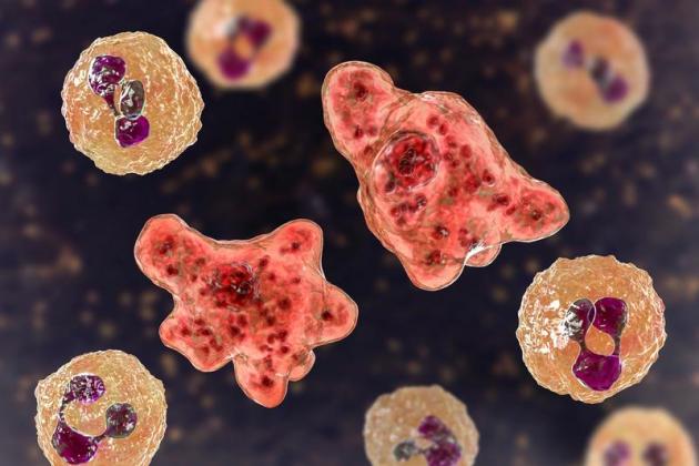 image-2023-03-2-26116949-41-naegleria-fowleri