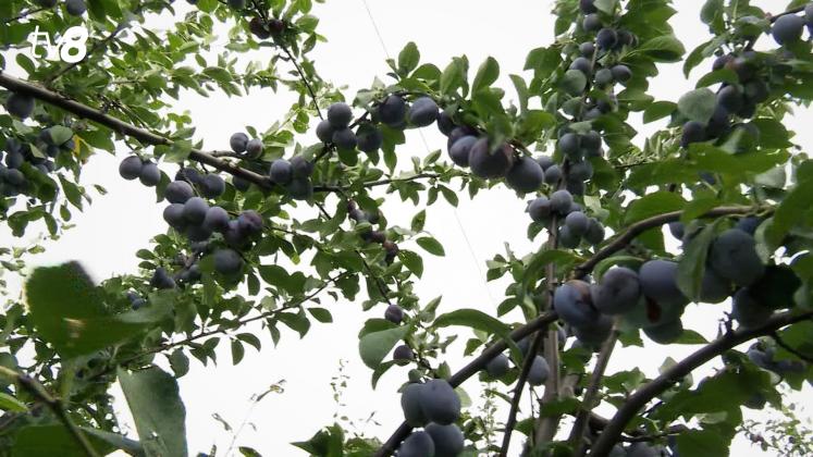 prune