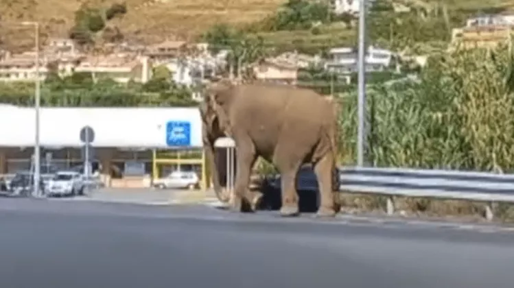 ele