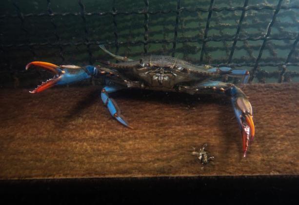 image-2023-08-3-26439540-41-crab-albastru-prins-intr-cusca